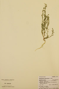 Herbarium Sheet of 